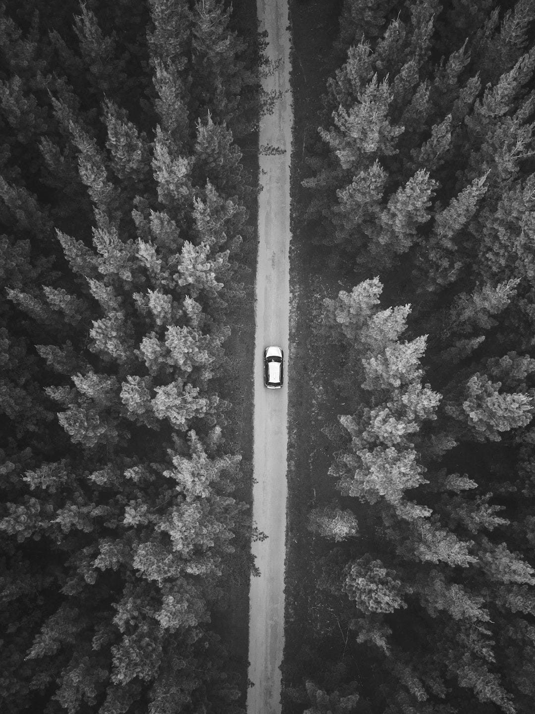 vehicle on road between trees