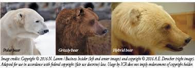 Polar Bears, Fitted to Fill and Flourish | The Institute for Creation  Research