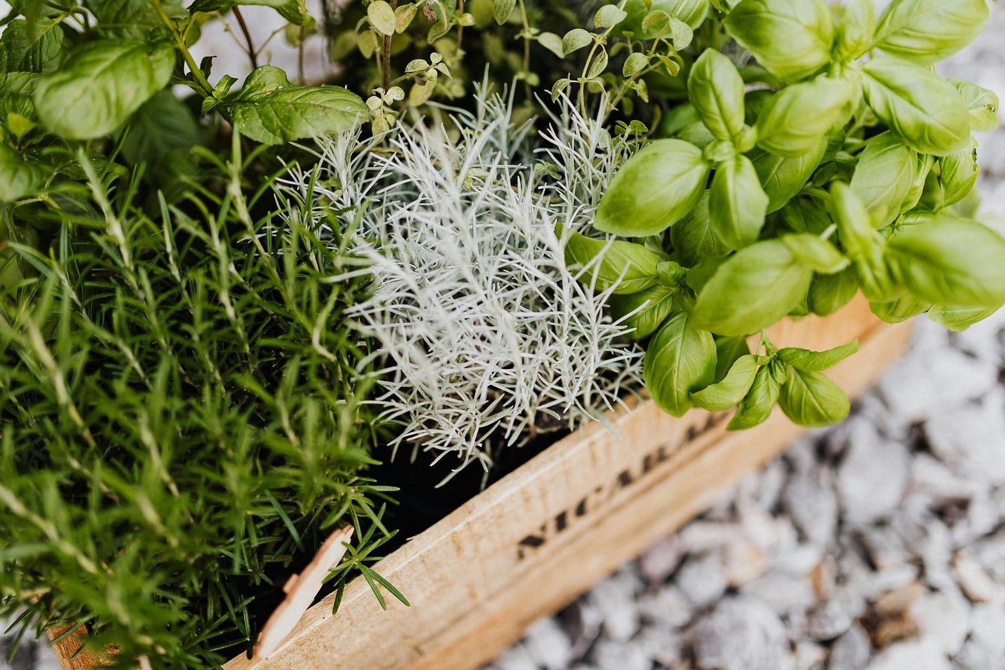 herbs.jpg