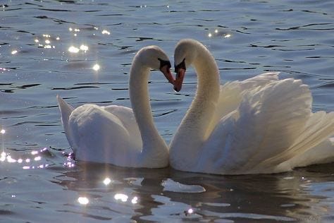This may contain: two white swans in the water making a heart shape with their beaks and necks