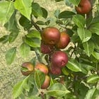 Building a Sustainable Nursery