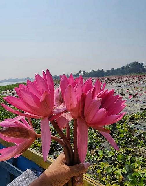 A hand holding a bunch of vibrant pink lotus flowers above a pond filled with lily pads.