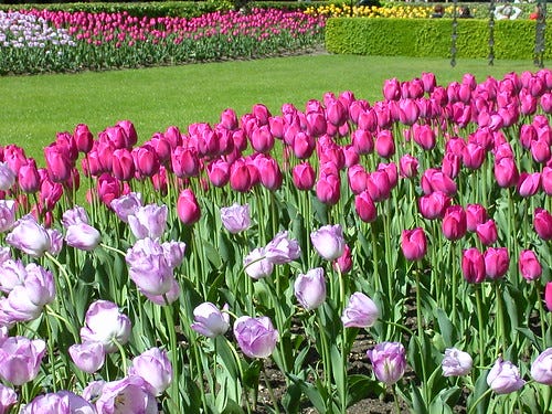 palroytulips
