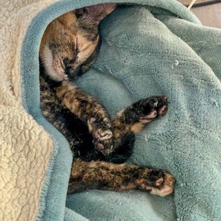 A tortoiseshell cat sleeps deeply curled inside a soft teal-and-cream blanket, with one paw and her nose peeking out, relaxed and cozy.