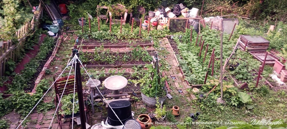 2025 vegetable garden.