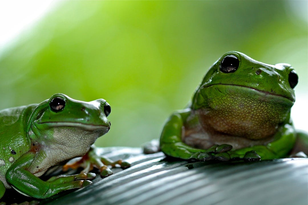 focus photography of green frog focus photography of green frog