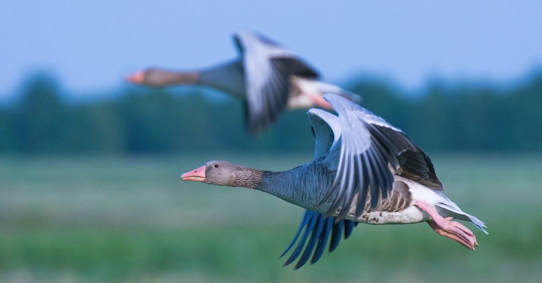 grey bird flying on midair grey bird flying on midair
