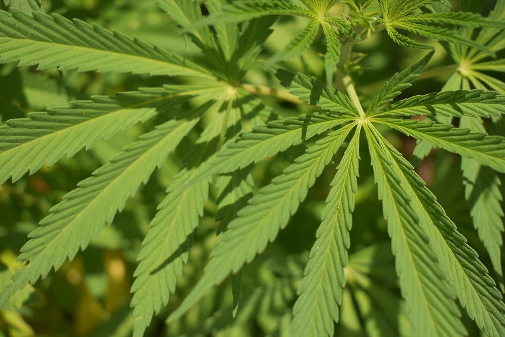 Una planta de marihuana Una planta de marihuana