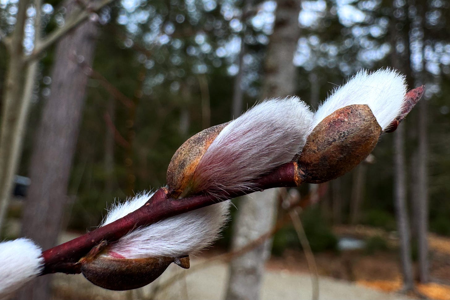 The impossible soft buds of a Pussy Willow are stacked along the tip of a slender red branch in an evergreen forest.