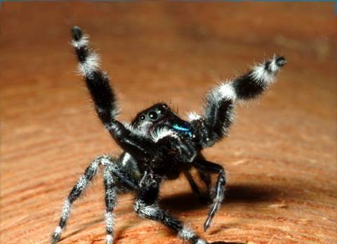 Bold Jumper. Phidippus audax