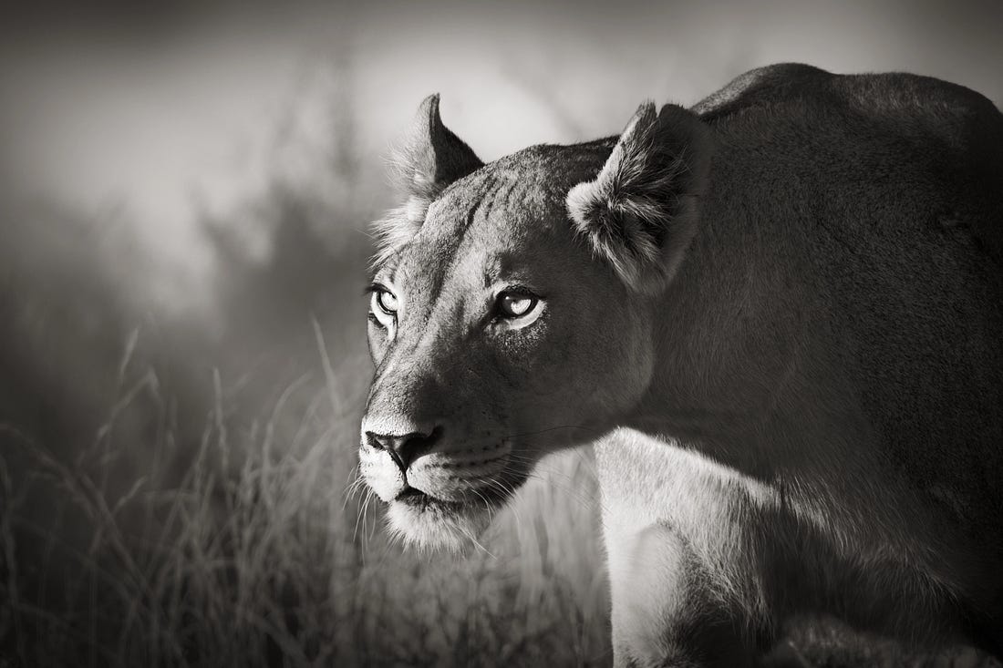 15 Hunting Tactics of Deadliest Predators
