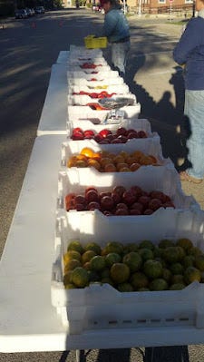 Heirloom tomatoes at the GFF booth 2012
