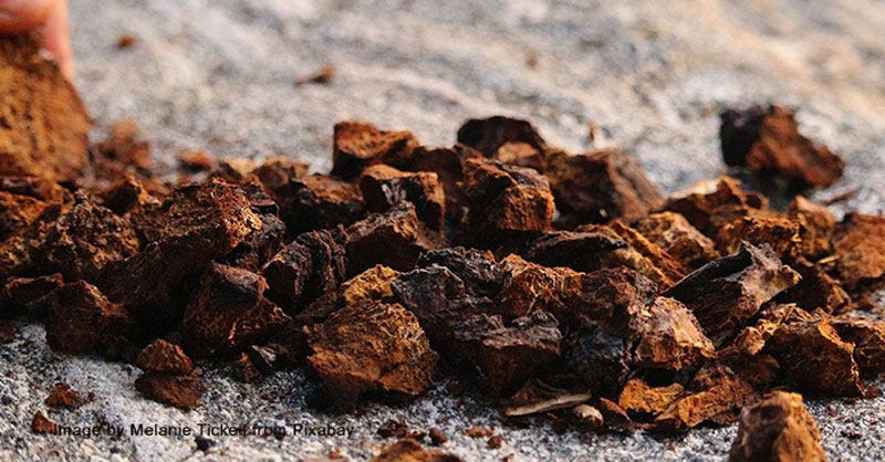 chaga medicinal mushrooms