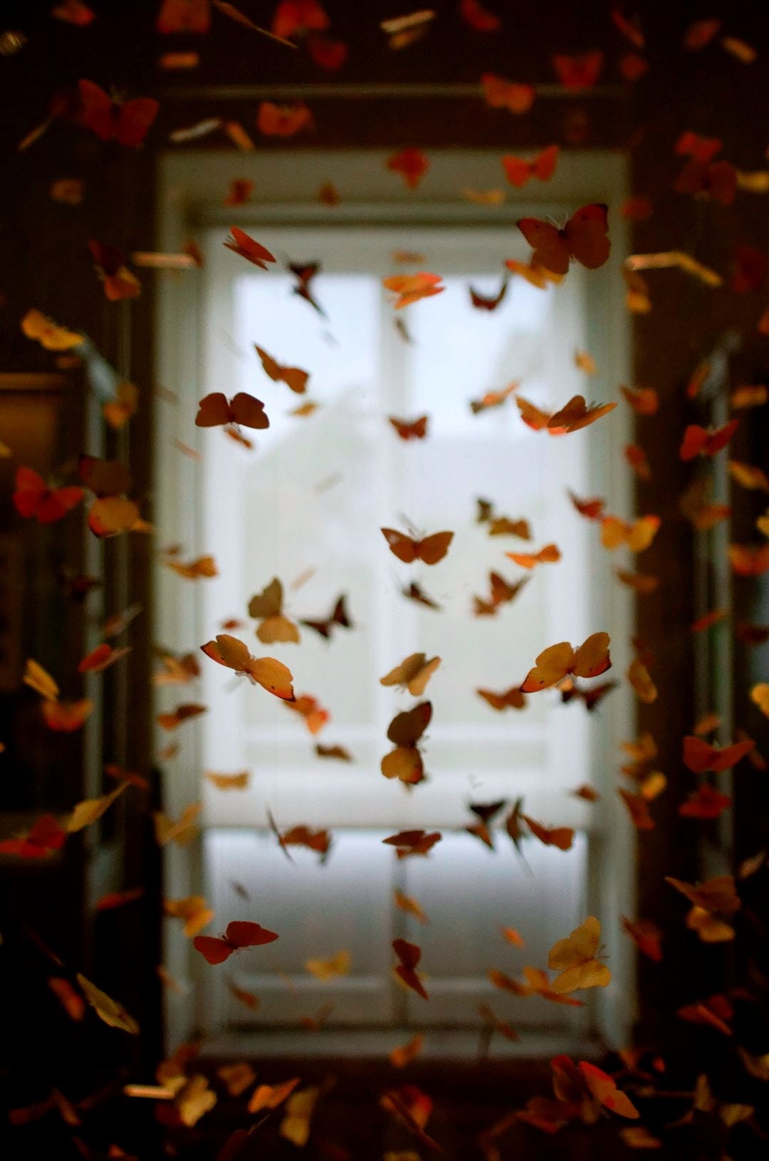 yellow and orange butterfly lot