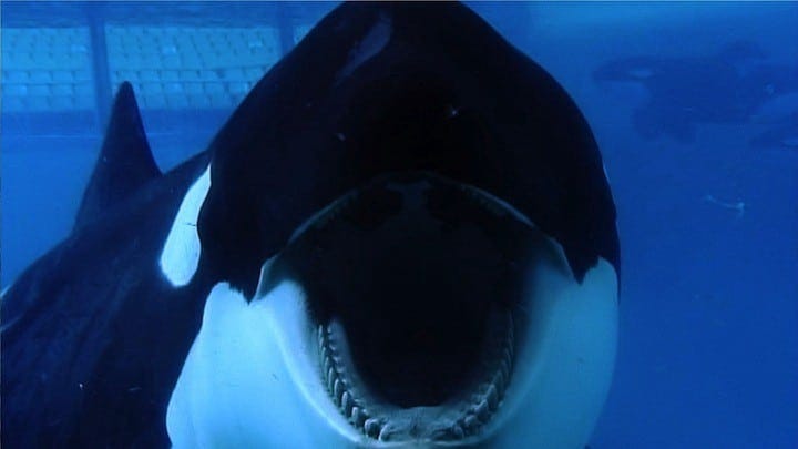 Blackfish_Dogwoof_Documentary_7_1600_900_85 Blackfish_Dogwoof_Documentary_7_1600_900_85