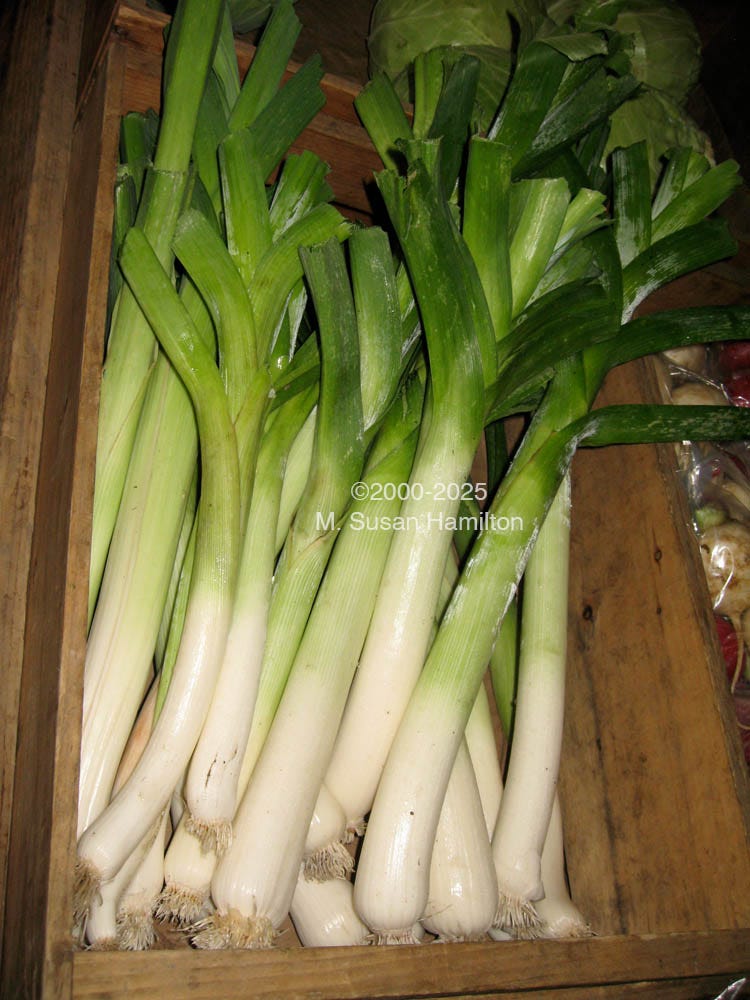 Beautiful Baby Leeks, Hutchins Organic Farm, Concord, Massachusetts