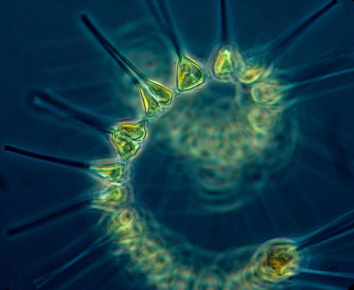 Plankton