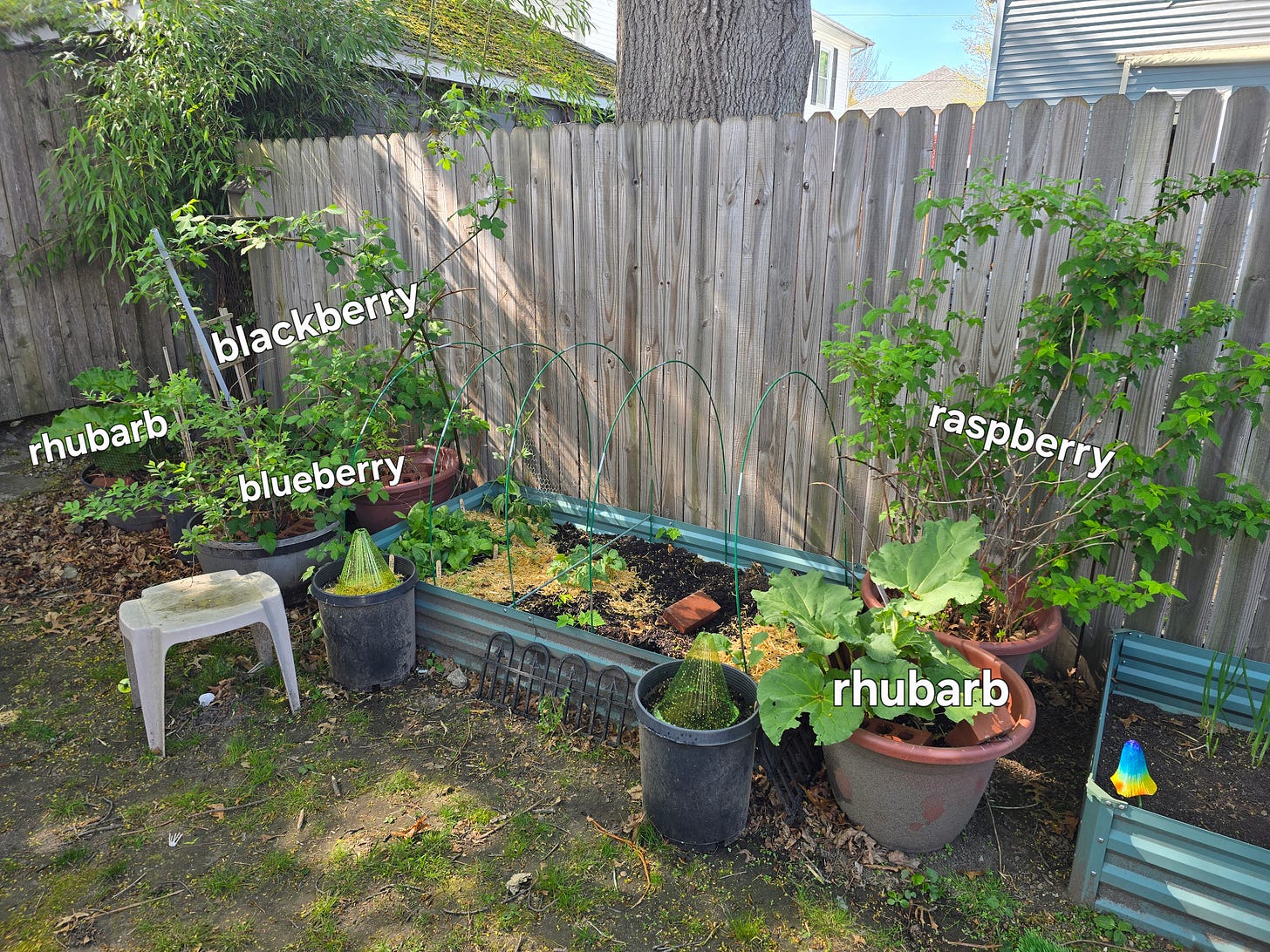 A photo of a corner of the garden, featuring a raised bed made of green metal and several large planters. Several of the planters are labeled with rhubarb, raspberry, blackberry, and blueberry plants.