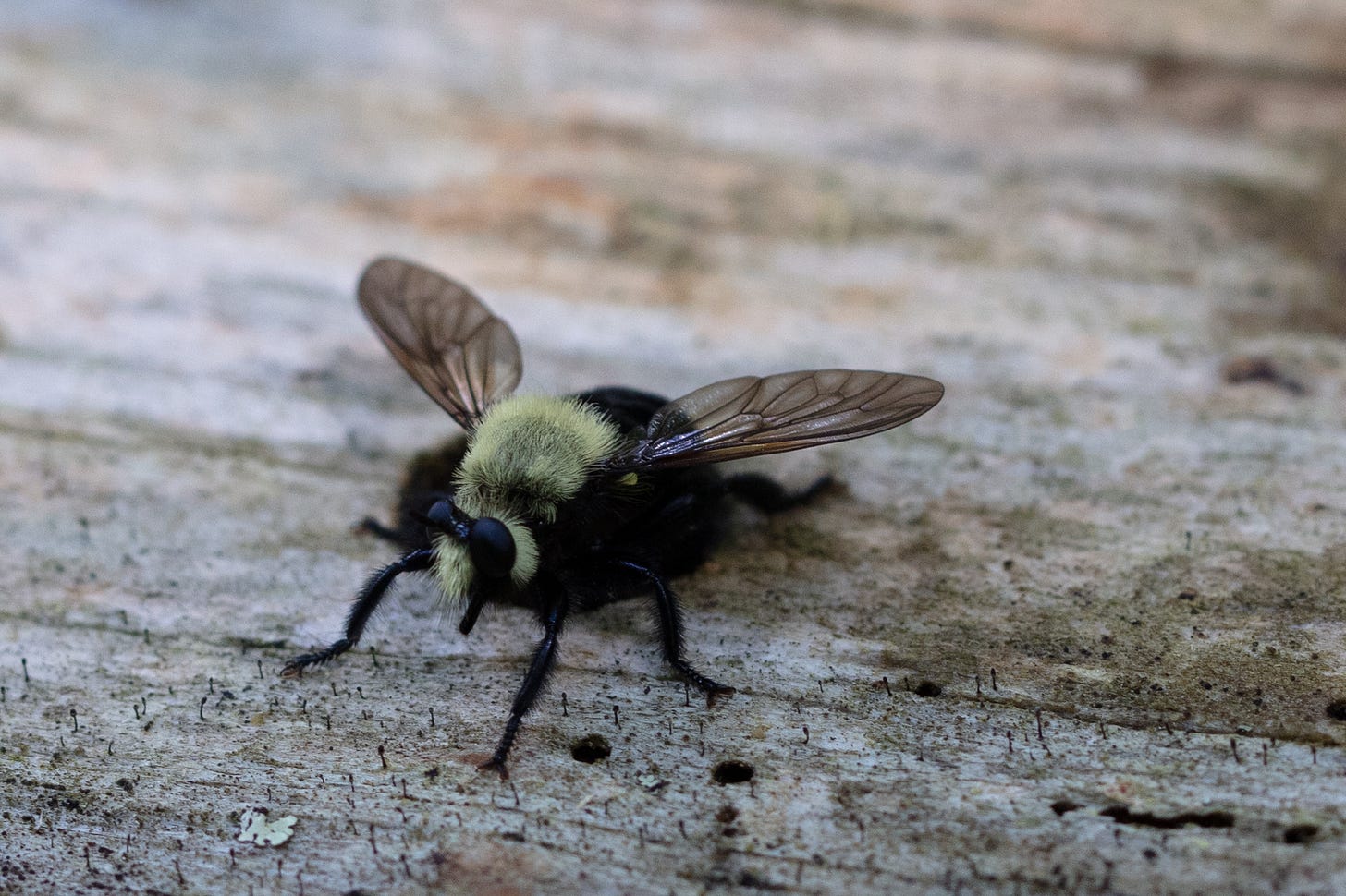 A log, stripped of bark, with a bee-mimic robberfly emerging from a hole in the wood. As described in the caption, the robberfly has large black round eyes. The fly's body is fuzzy yellow and black like a bumblebee. A log, stripped of bark, with a bee-mimic robberfly emerging from a hole in the wood. As described in the caption, the robberfly has large black round eyes. The fly's body is fuzzy yellow and black like a bumblebee.