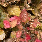 The Earth Sea Love Zine