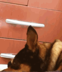 Dog Ears GIFs | Tenor