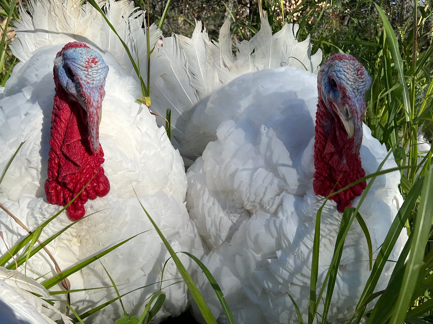 tom turkeys
