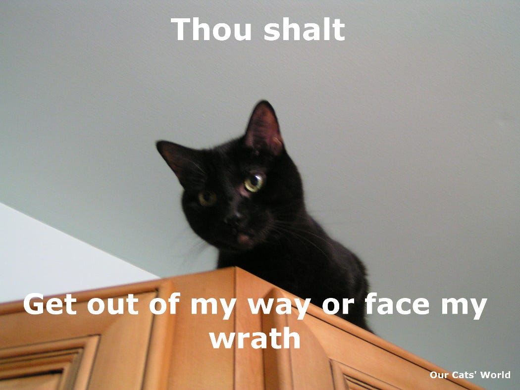 Gizmo_Cabinet_Feline_Commandments Gizmo_Cabinet_Feline_Commandments