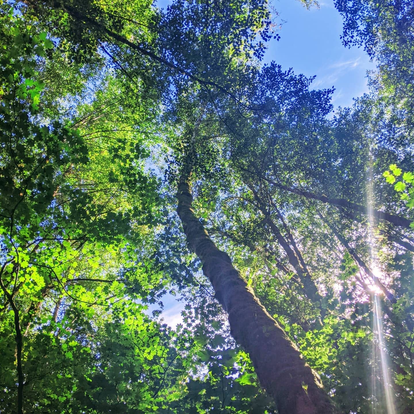 a bright green canopy and blue sky