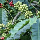 Waking up to coffee in Coorg!
