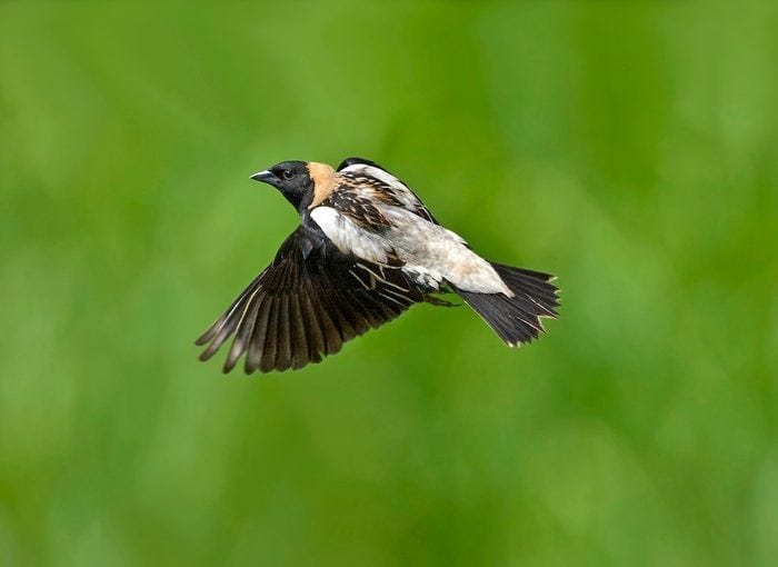 Bobolink1 061911