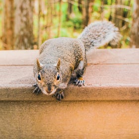 squirrels in the brain
