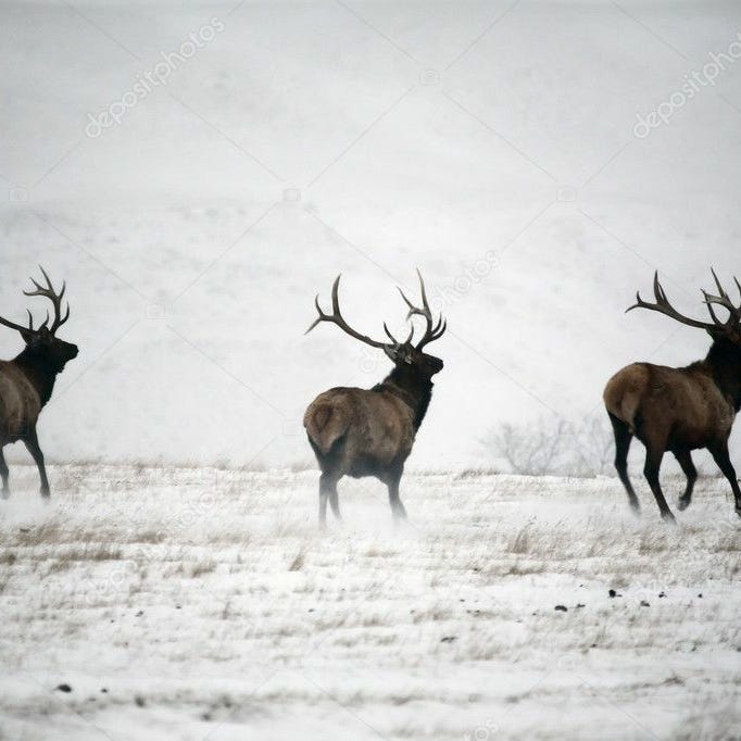 Running Elk