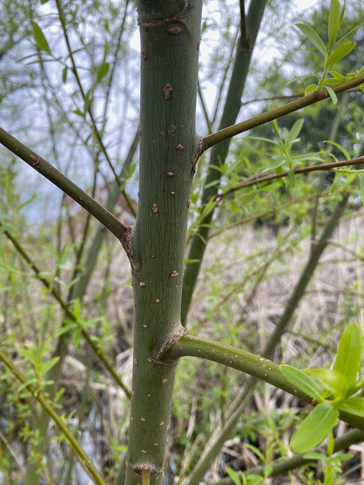 new spring leaves, left, and green branches showing lenticles, right.