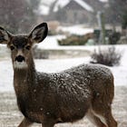 Whatever happened to alpha - How much beta is in the alpha?