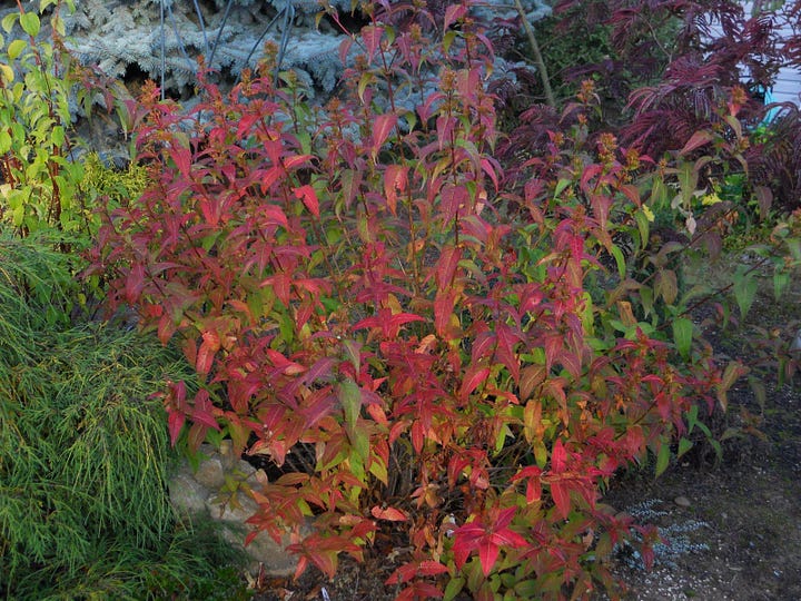 Five pictures, all shrubs in fall foliage.
