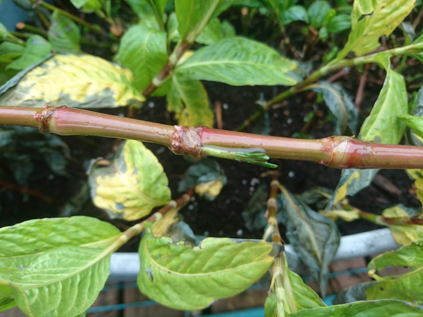 a red stem of indigo growing white roots under the seam of each node. The background is an out of focus view of indigo plants with damaged yellow-green leaves with dry dead blue leaves on dark soil a red stem of indigo growing white roots under the seam of each node. The background is an out of focus view of indigo plants with damaged yellow-green leaves with dry dead blue leaves on dark soil