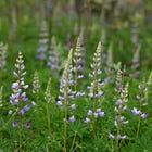 Color Returns to the Sandhills