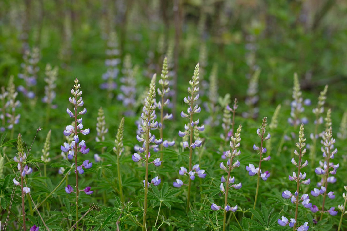 Many flowering lupine plants, with palmately compound leaves arranged in a round, sundial (ish) shape and columns of purple pea flowers
