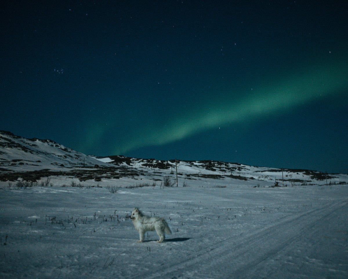 In Teriberka, Russia, in April, a dog emerged from the dark and stood still for a few seconds under the northern lights before disappearing back into the tundra. Nanna Heitmann In Teriberka, Russia, in April, a dog emerged from the dark and stood still for a few seconds under the northern lights before disappearing back into the tundra. Nanna Heitmann