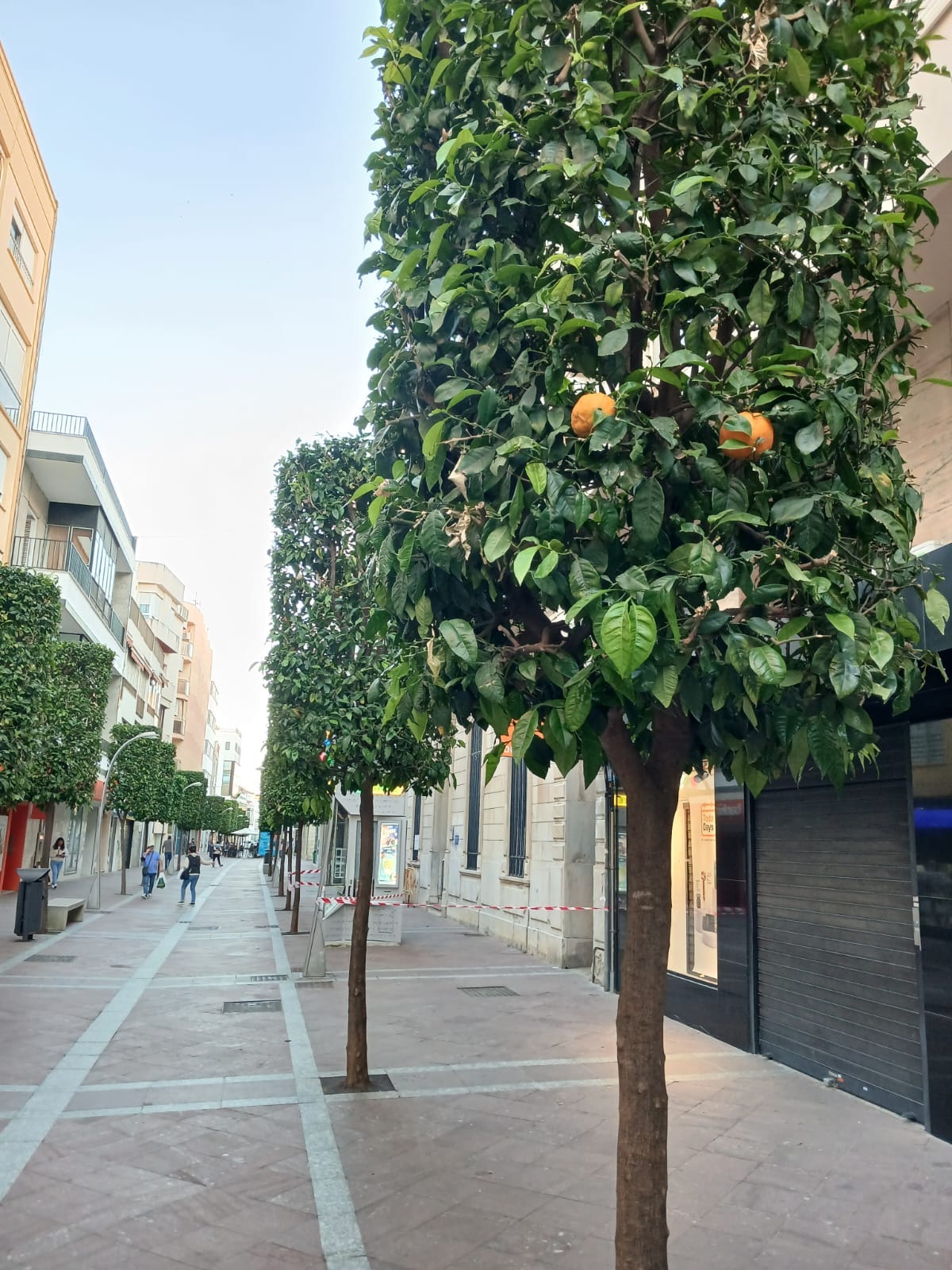 Seville Orange
