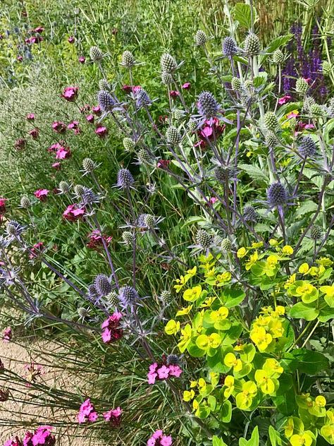 Loose perennial and biennial planting at Oxford Botanic Garden