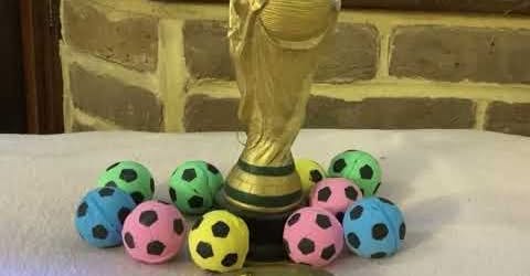 CAT WORLD CUP 2023