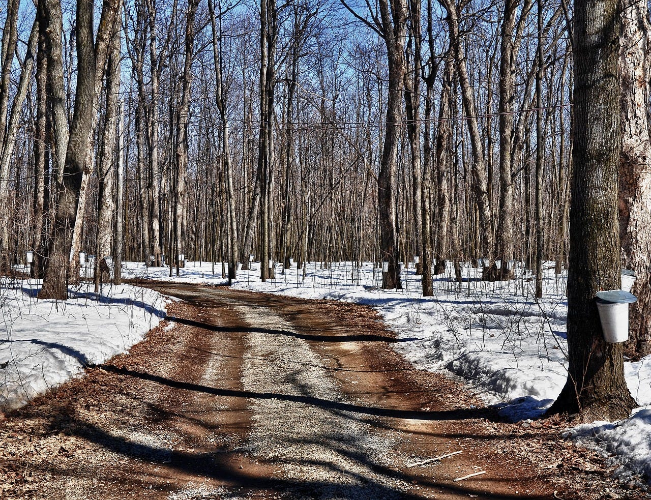 Forest of maple trees with buckets to catch sap, a road in the middle.