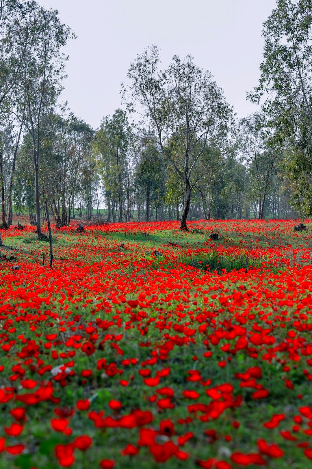 red flower field near trees during daytime red flower field near trees during daytime