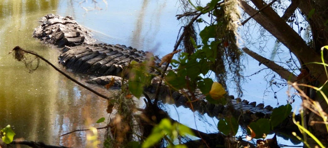 Alligator lying in murky water with body half submerged beneath tree. Alligator lying in murky water with body half submerged beneath tree.