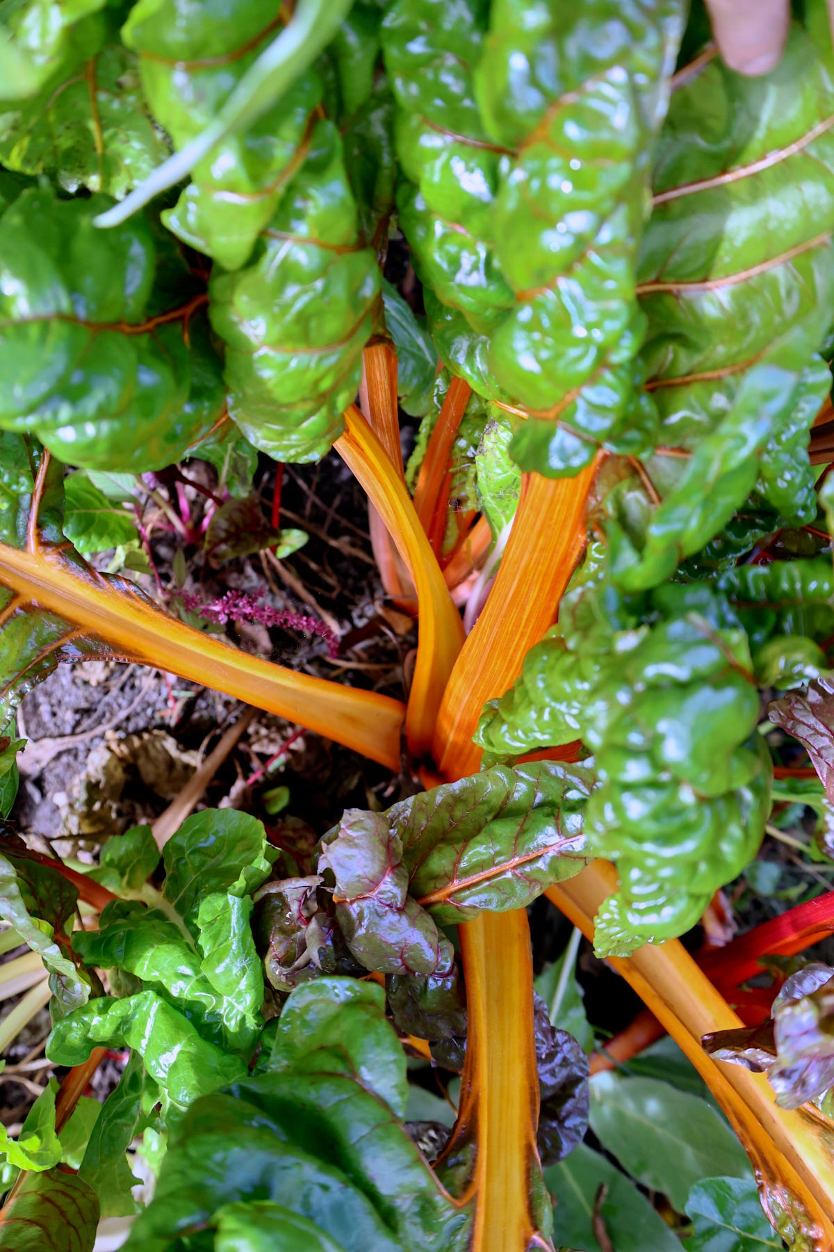 5-color silverbeet swiss chard plants 5-color silverbeet swiss chard plants
