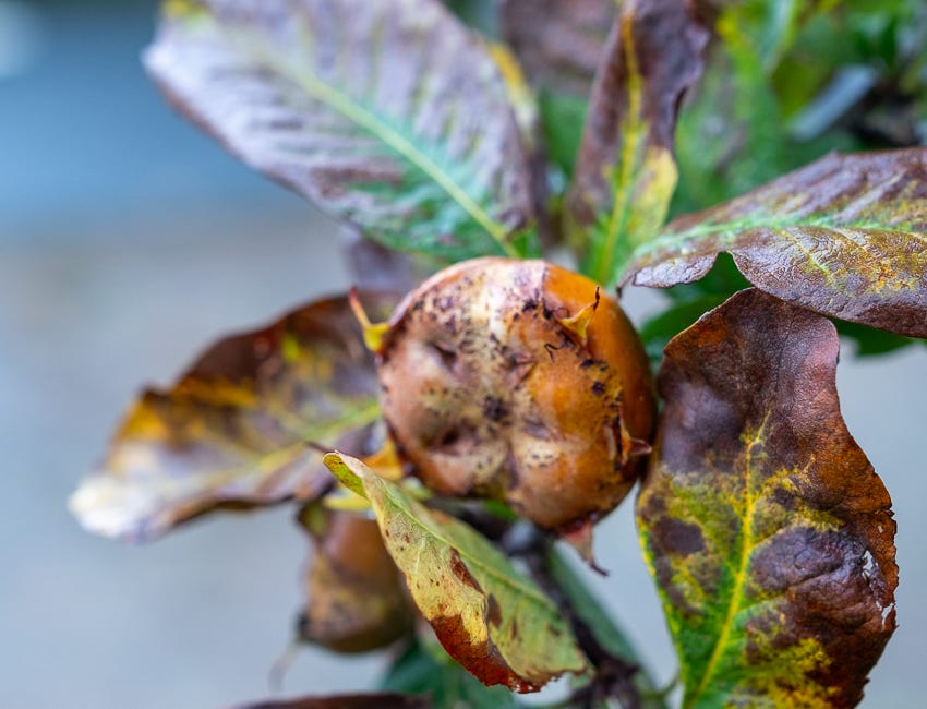 Medlars, Barbra Streisand, Airfix and two sheriff's badges