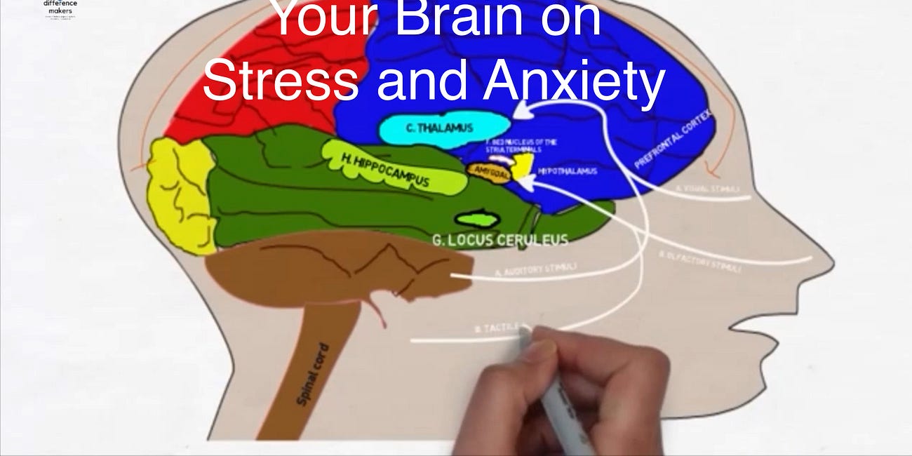 Your Brain on Stress and Anxiety