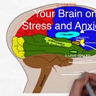 Your Brain on Stress and Anxiety