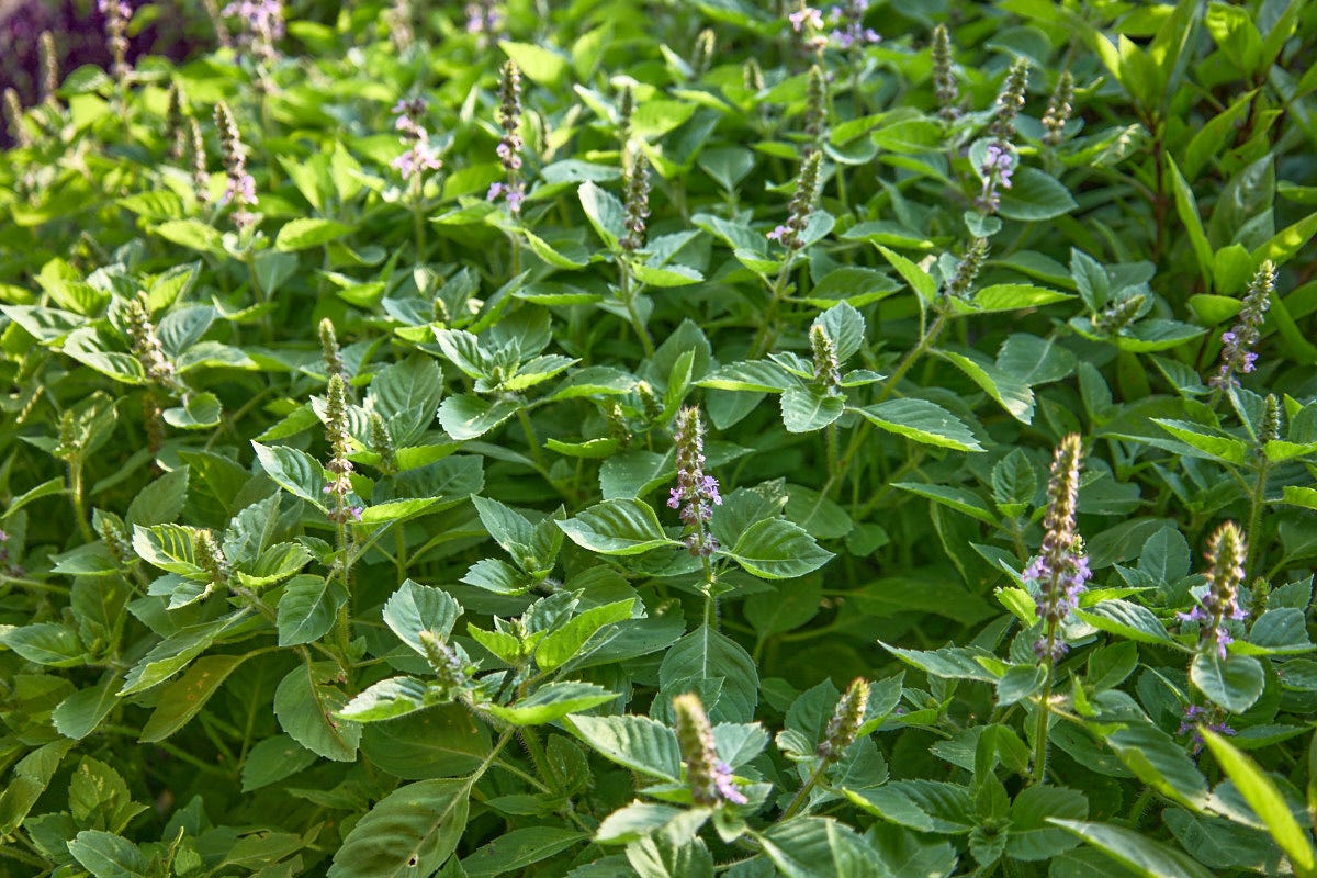 blue spice basil growing in a garden blue spice basil growing in a garden